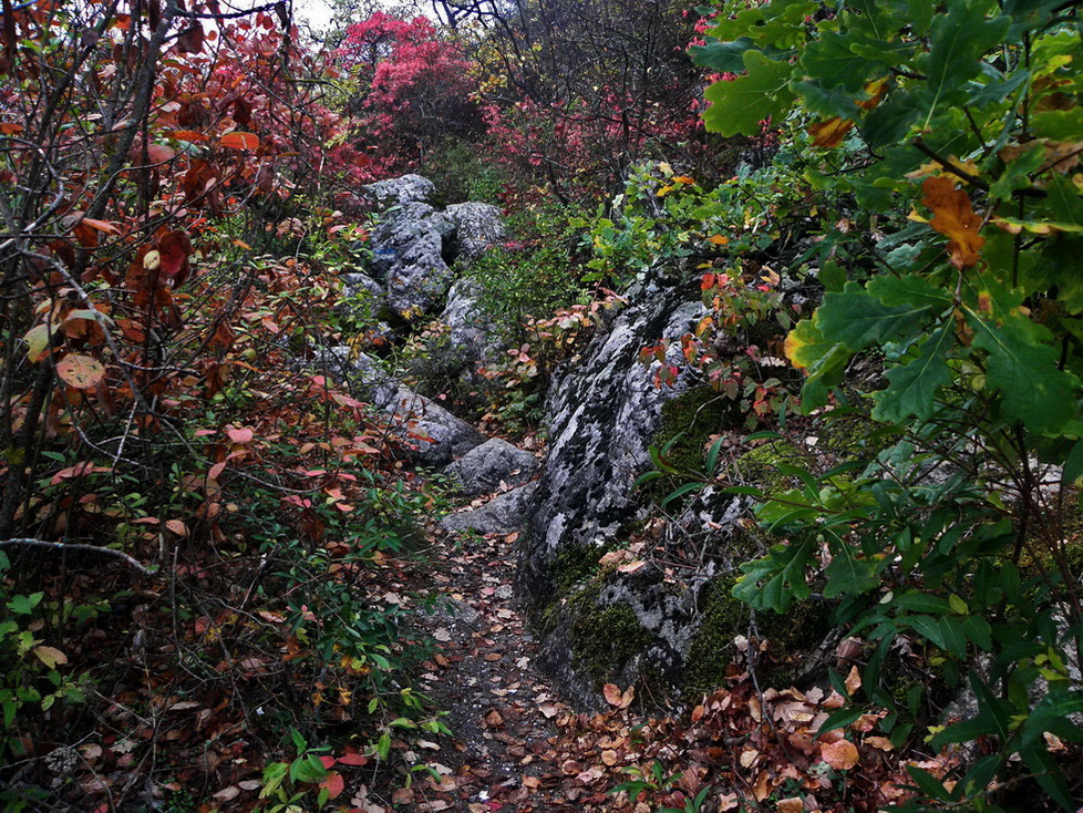 Фотографія Осіння стежинка напрямком до туману / Ірина Кулікова / photographers.ua