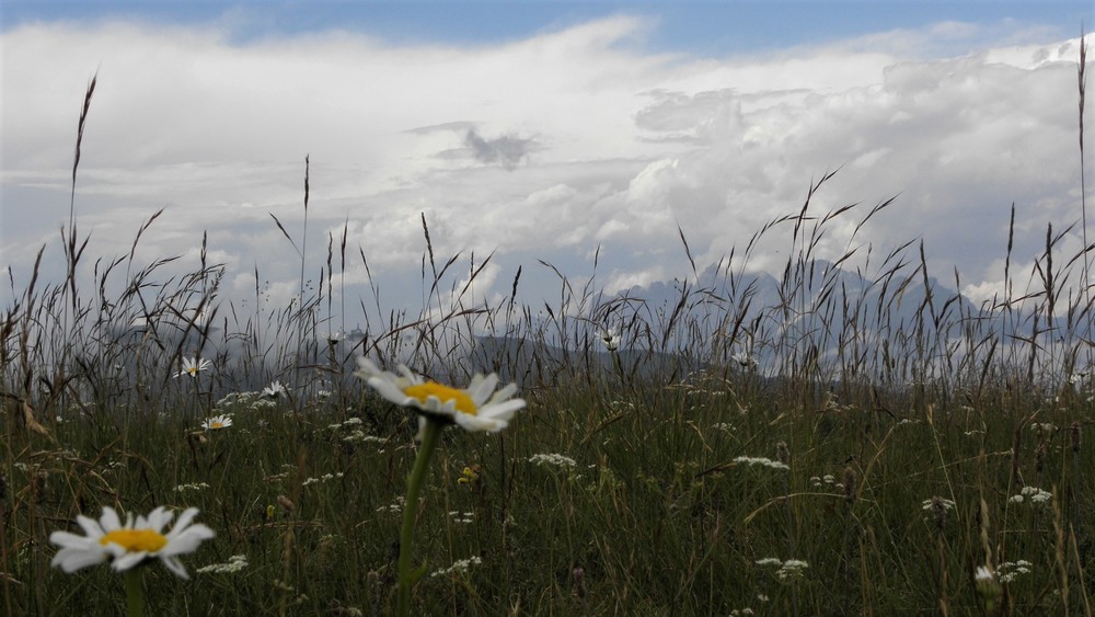 Фотографія Квіти, які торкаються неба / Ірина Кулікова / photographers.ua