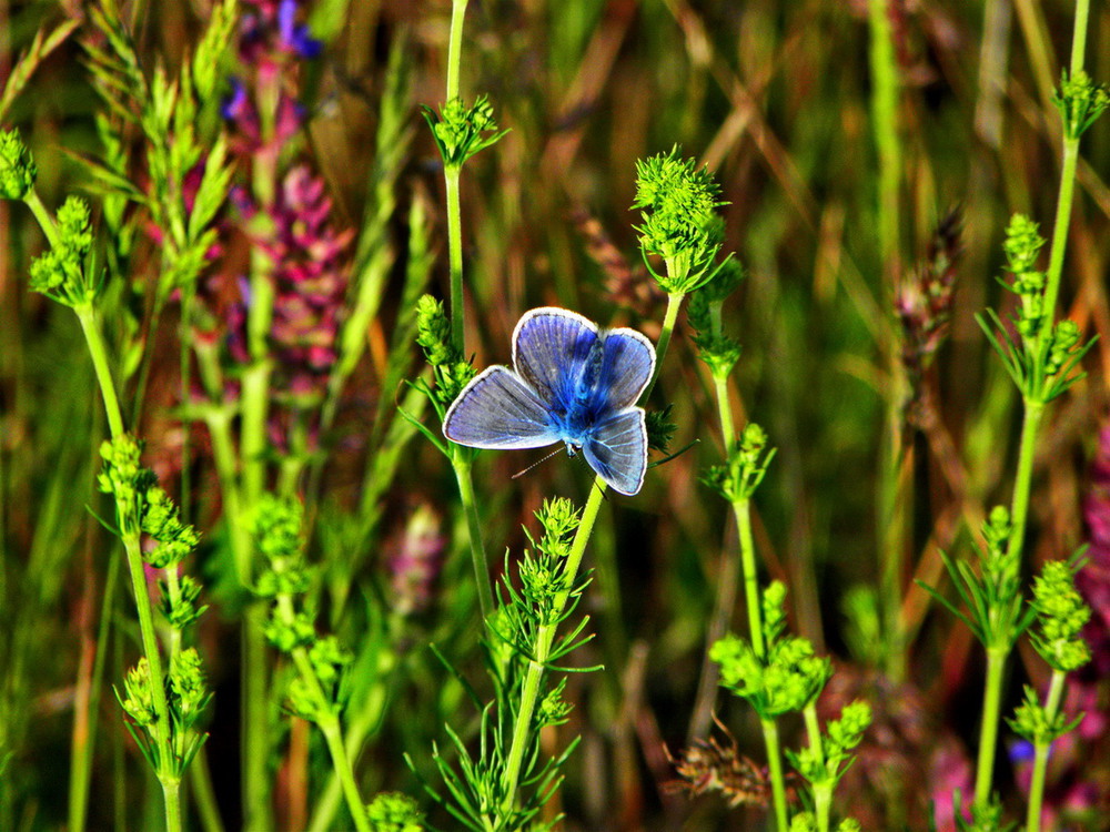 Фотографія Блакитний метелик / Ірина Кулікова / photographers.ua
