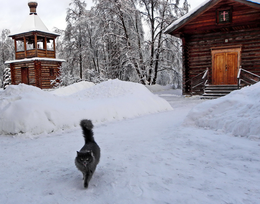 Фотографія Містична кішка.. / Ірина Кулікова / photographers.ua