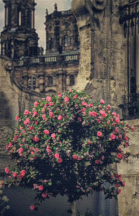Фотографія Цвітуть троянди в літній час - 4 / Ірина Кулікова / photographers.ua