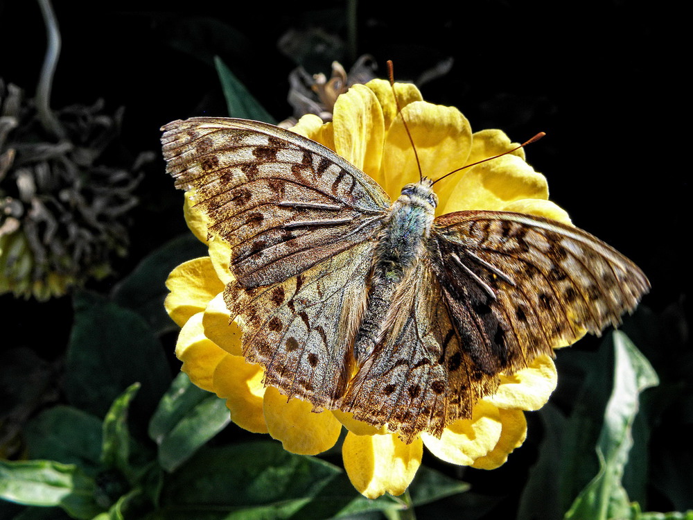 Фотографія Всі метелики гарні? :) / Ірина Кулікова / photographers.ua