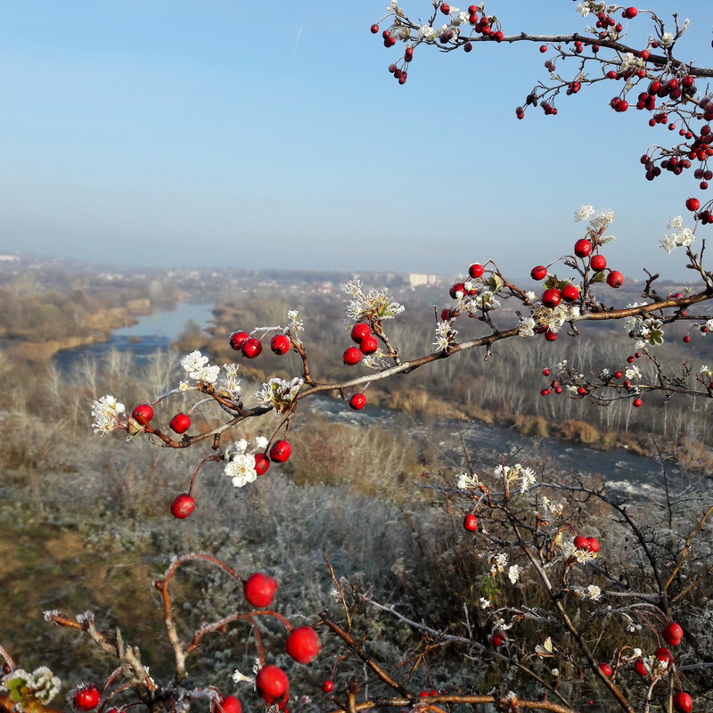 Фотографія Половину саду квітне, половина в'яне / Ірина Кулікова / photographers.ua