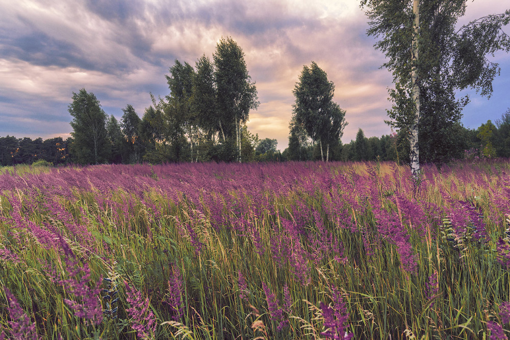 Фотографія Придорожная трава в дождливый летний вечер.. / Vladini / photographers.ua