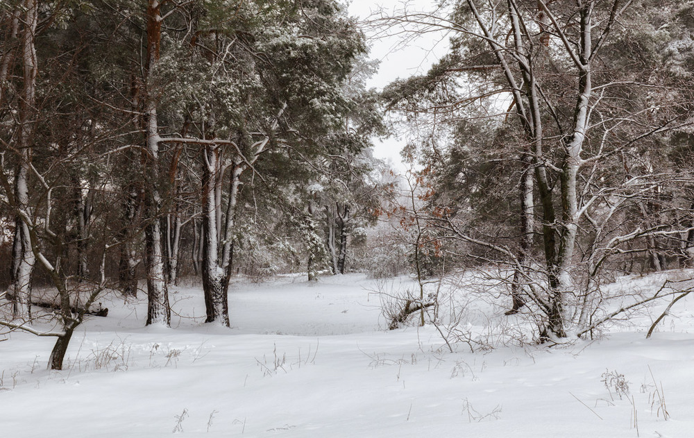 Фотографія Зима на Жуковом острове / Vladini / photographers.ua