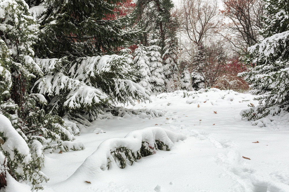 Фотографія В городском саду падал снег.. / Vladini / photographers.ua