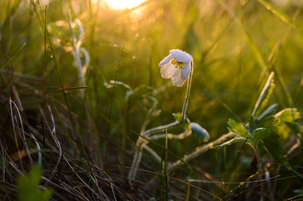Фотографія Макро / Валентин Широков / photographers.ua