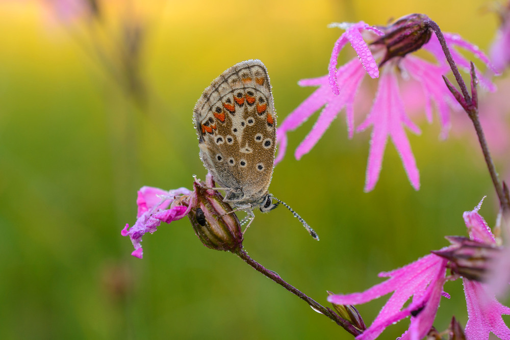 Фотографія Макро / Валентин Широков / photographers.ua