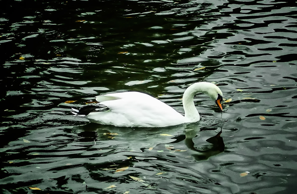 Фотографія White swan on the pond / Alex 31 / photographers.ua
