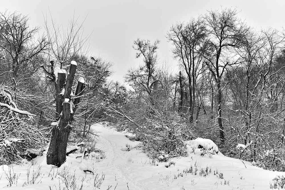 Фотографія Зима / D.S. / photographers.ua
