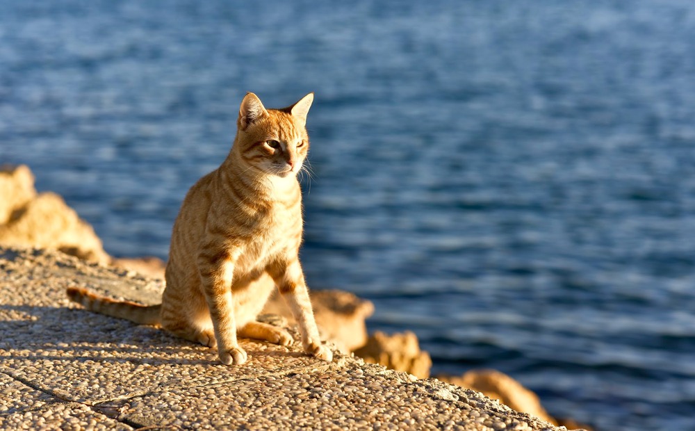Фотографія "Морской котик" / D.S. / photographers.ua