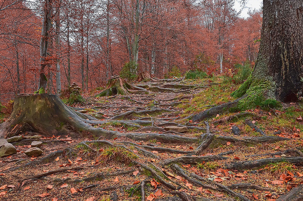 Фотографія Буковая аллея / Анна Острянко / photographers.ua