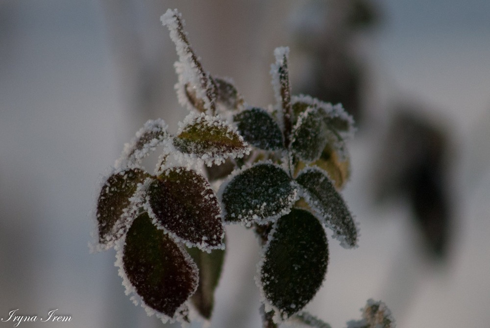 Фотографія winter's tale / Iryna Irem / photographers.ua