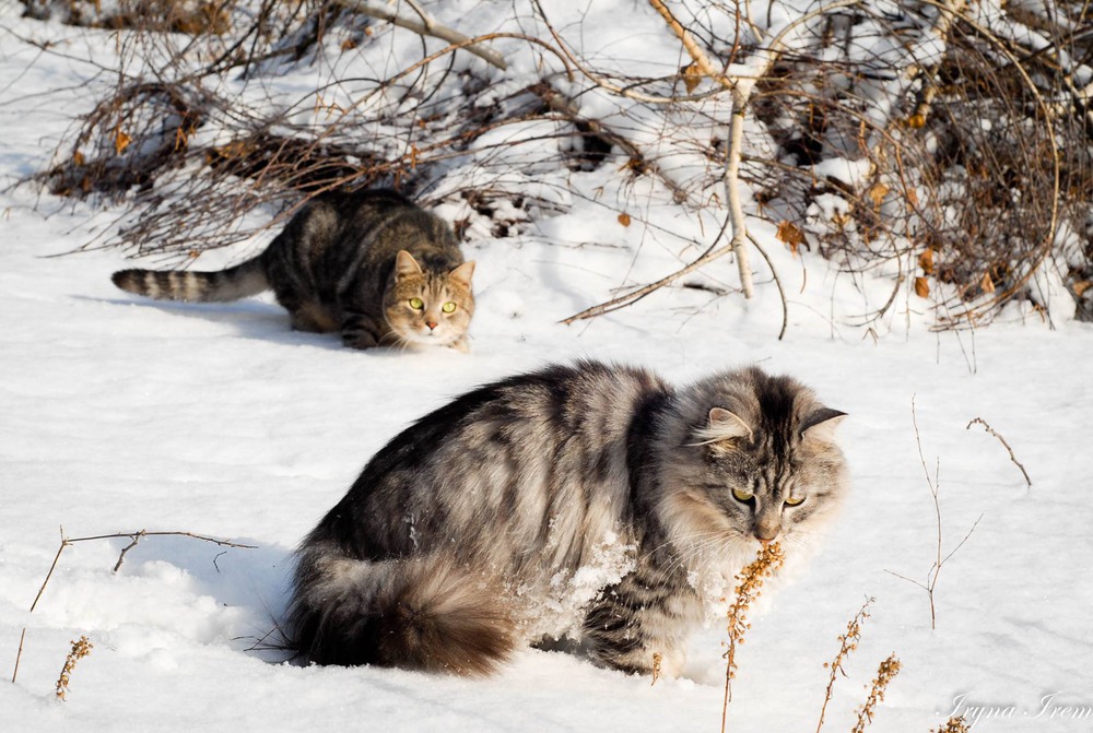 Фотографія cat to cat / Iryna Irem / photographers.ua