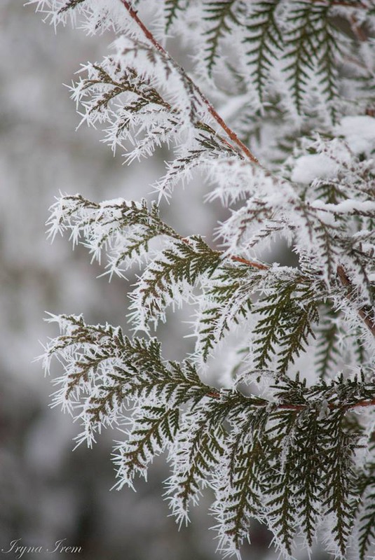 Фотографія Мереживо зими / Iryna Irem / photographers.ua