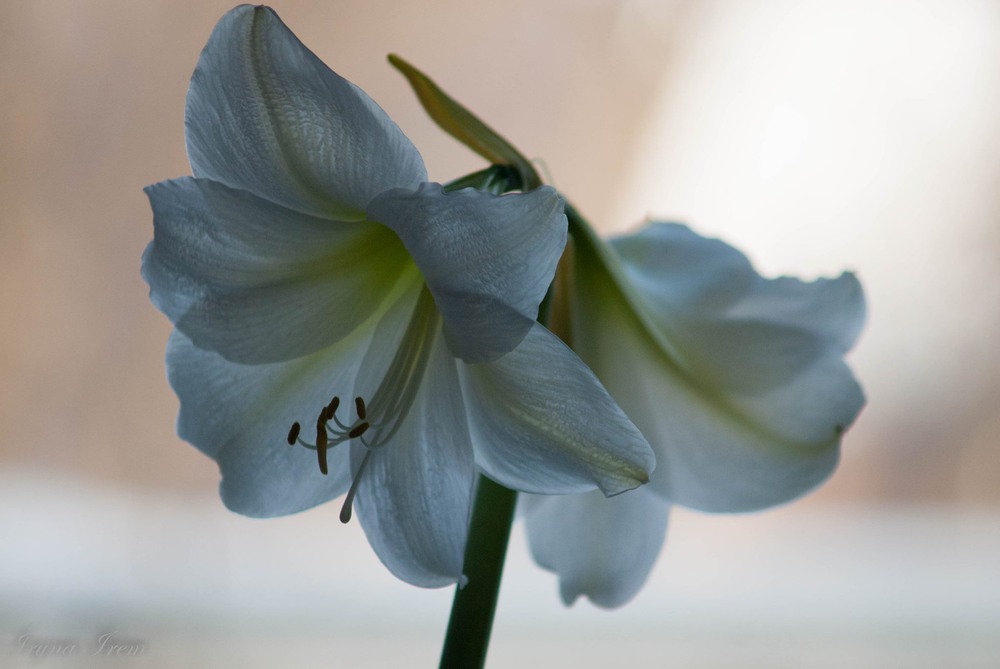 Фотографія Білі амариліси, ніжності квіти / Iryna Irem / photographers.ua