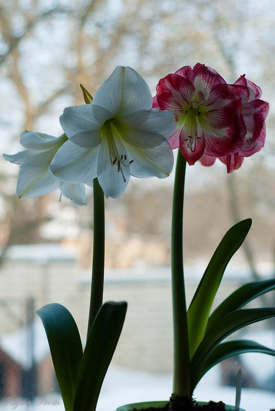 Фотографія Весна на подоконнике / Iryna Irem / photographers.ua