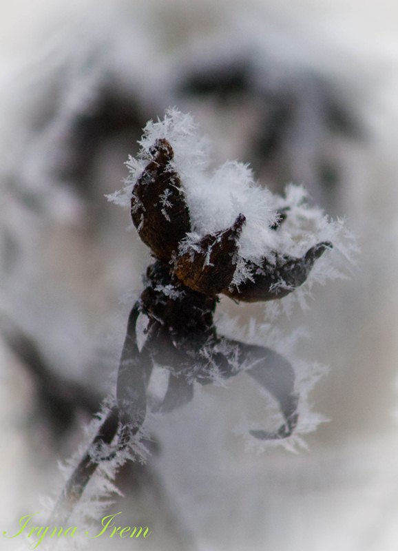 Фотографія snow flower / Iryna Irem / photographers.ua