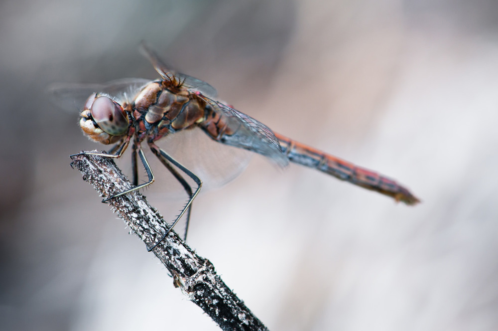 Фотографія Dragonfly / Pavlo Lutsan / photographers.ua