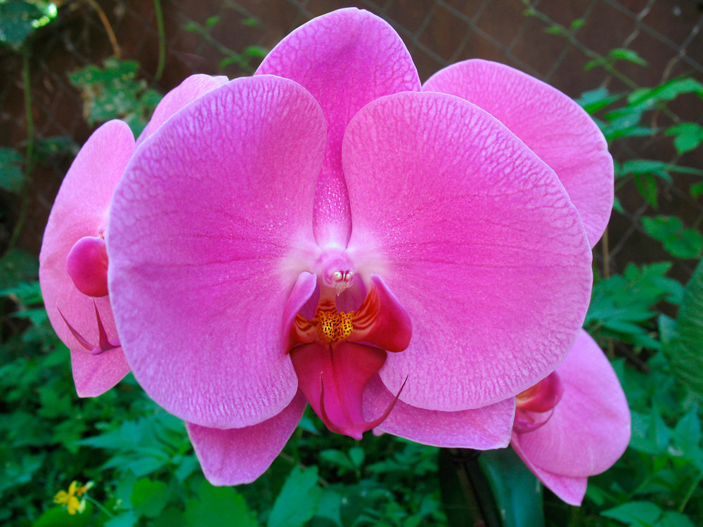 Фотографія ОРХИДЕЯ / Виктор Толошный / photographers.ua