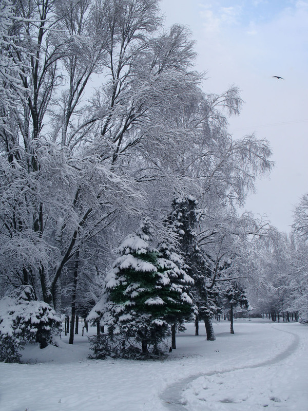 Фотографія "Зима нечаянно нагрянет ..." / Виктор Толошный / photographers.ua