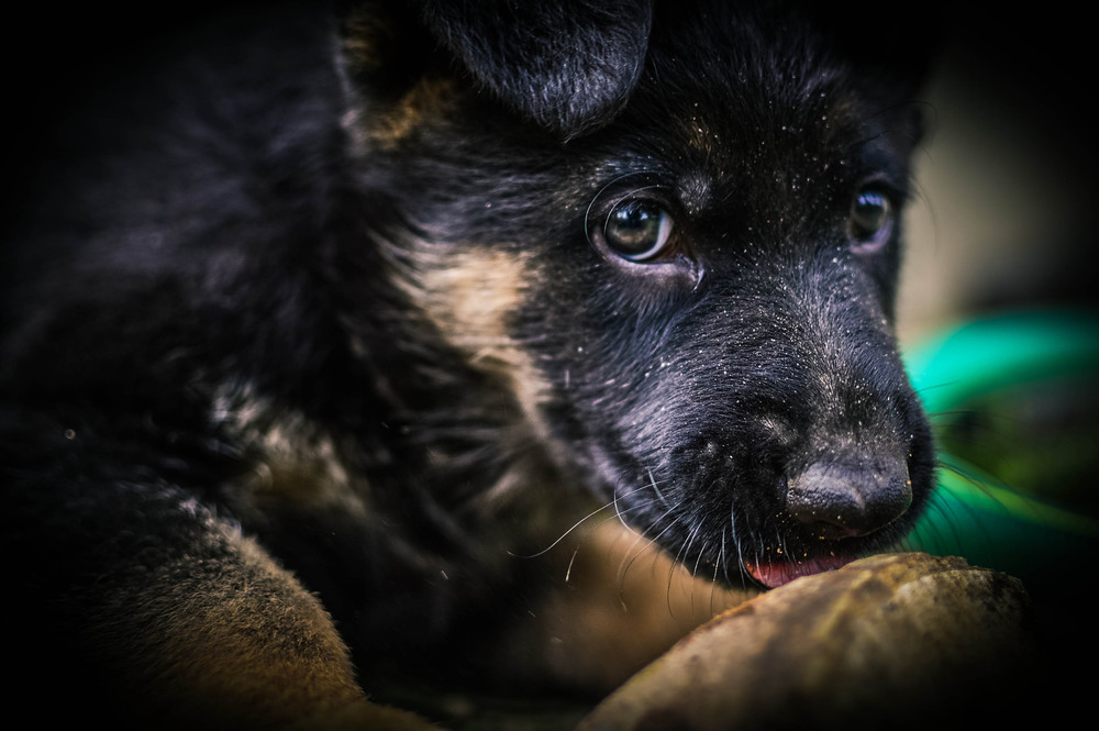Фотографія щенок немецкой овчарки / Павло Войціхович / photographers.ua