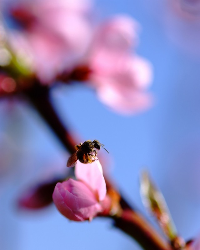 Фотографія пчела на цветке / Вячеслав / photographers.ua