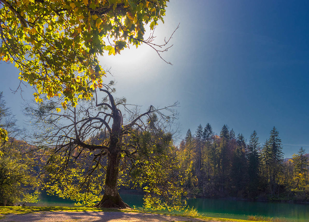Фотографія Дерево на озере / Капля Олександр / photographers.ua
