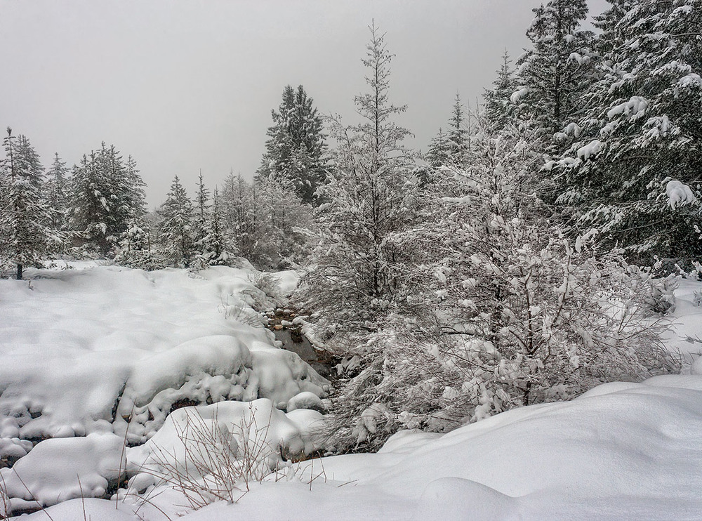 Фотографія Пухнаста зима / Капля Олександр / photographers.ua