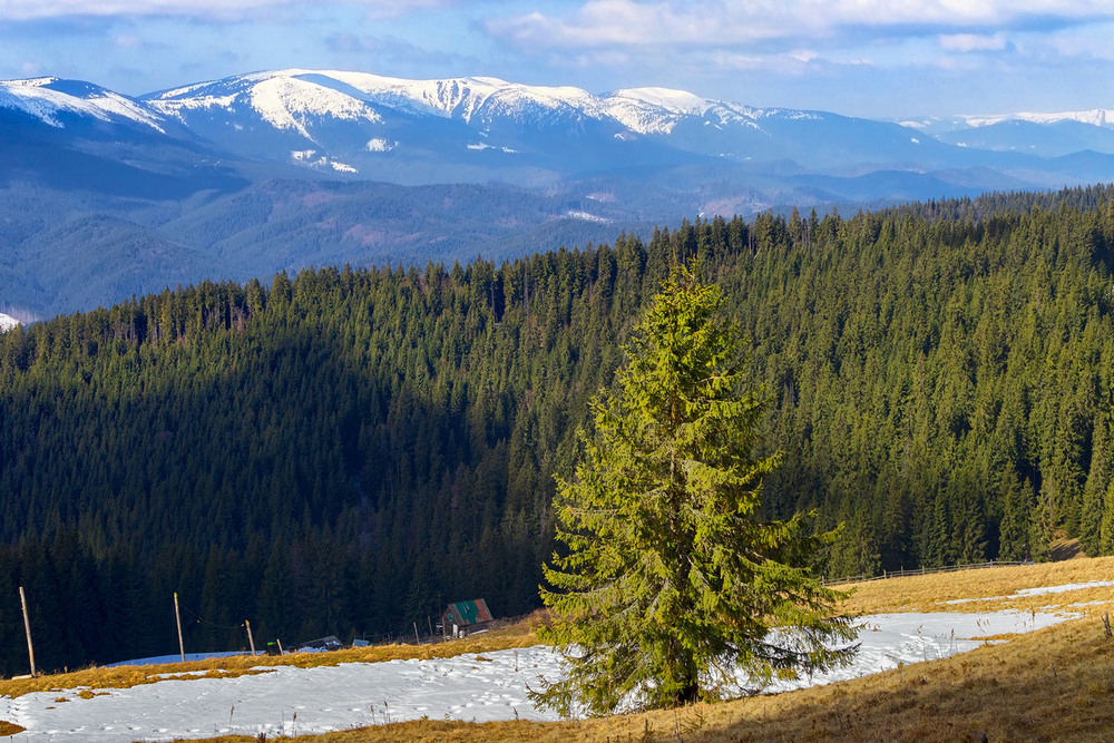 Фотографія Самотня на полонині / Капля Олександр / photographers.ua
