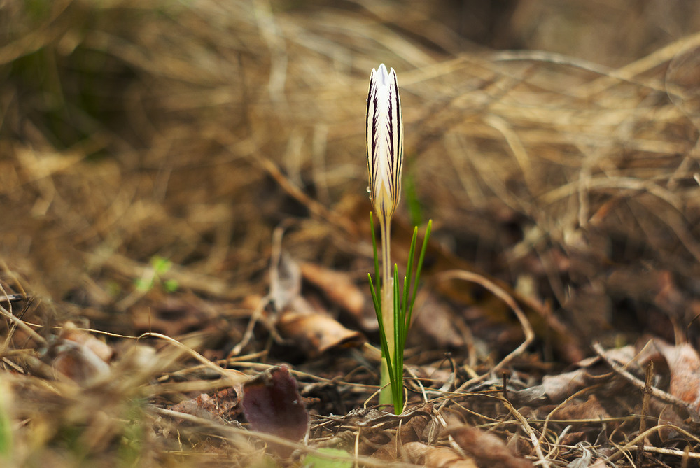 Фотографія Под весеннем дождем / Игорь Мальцев / photographers.ua