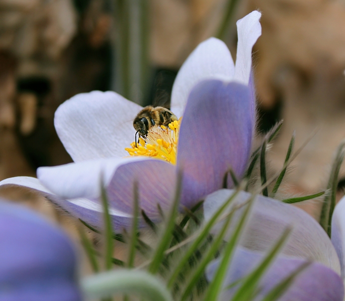 Фотографія Сон трава...і бджілка) / Иннуська Цесарук / photographers.ua