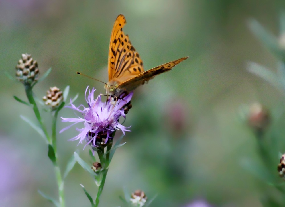 Фотографія Бабочки — это цветы, которые сорвал ветер.(с) / Иннуська Цесарук / photographers.ua