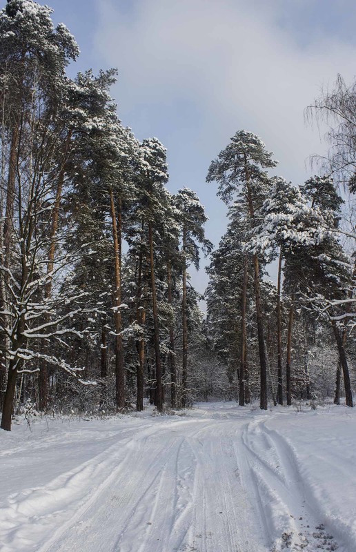 Фотографія Холодно в лесу зимой.... но как красиво / Иннуська Цесарук / photographers.ua