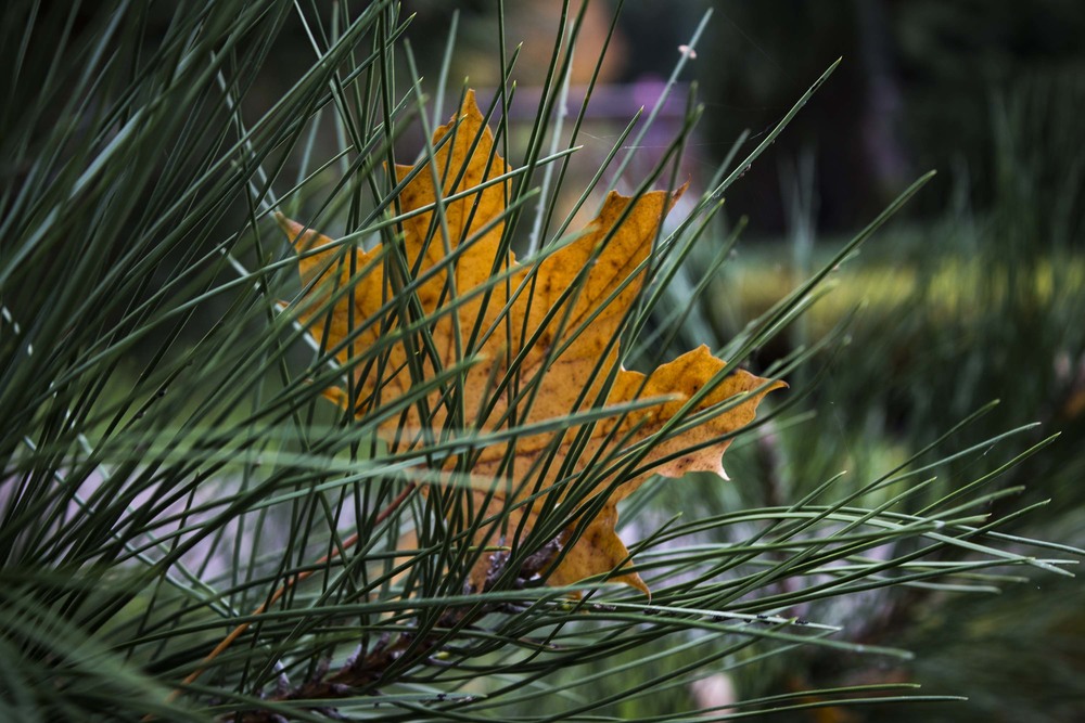 Фотографія осінь... / Иннуська Цесарук / photographers.ua
