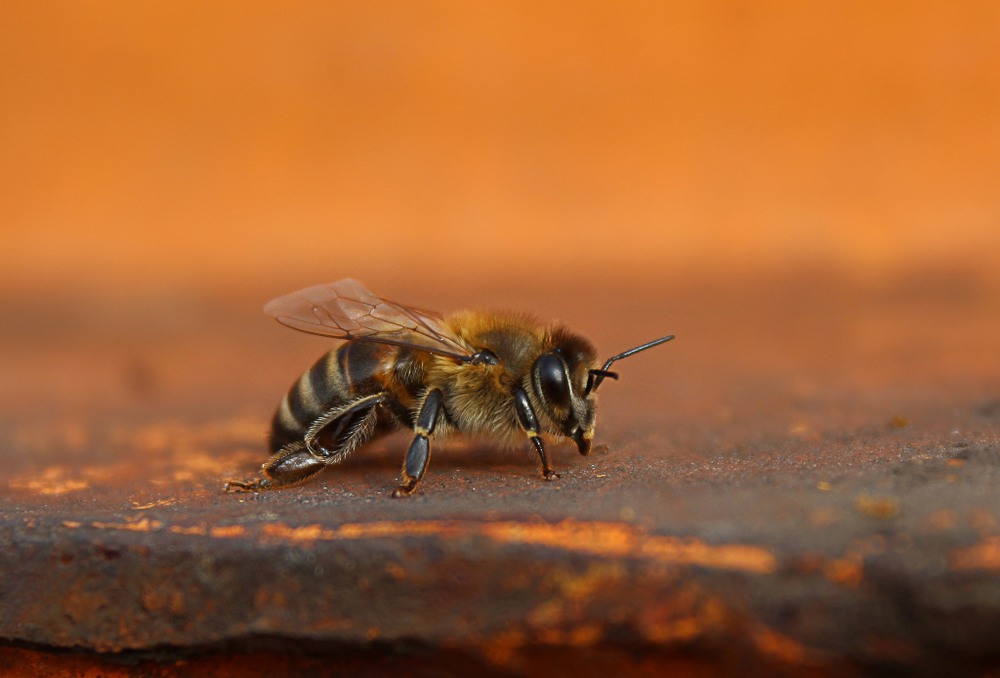 Фотографія Бджілка, майже Майя...) / Иннуська Цесарук / photographers.ua