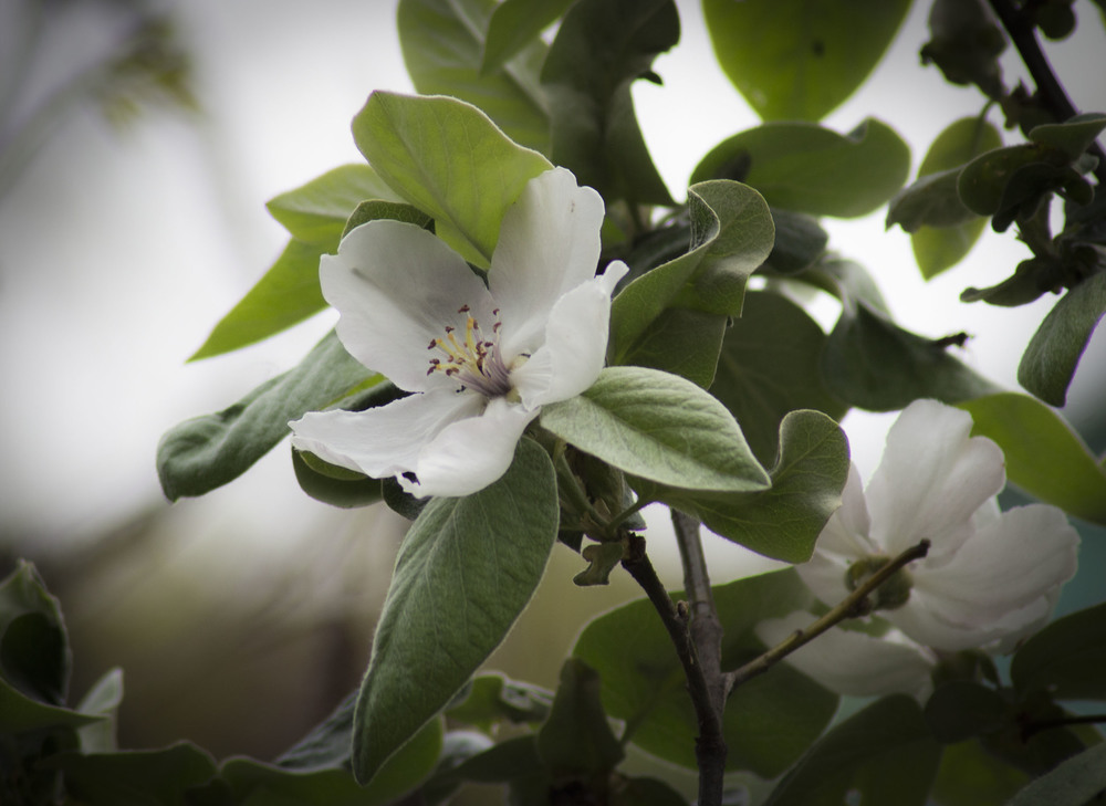 Фотографія Когда яблони цветут / Иннуська Цесарук / photographers.ua