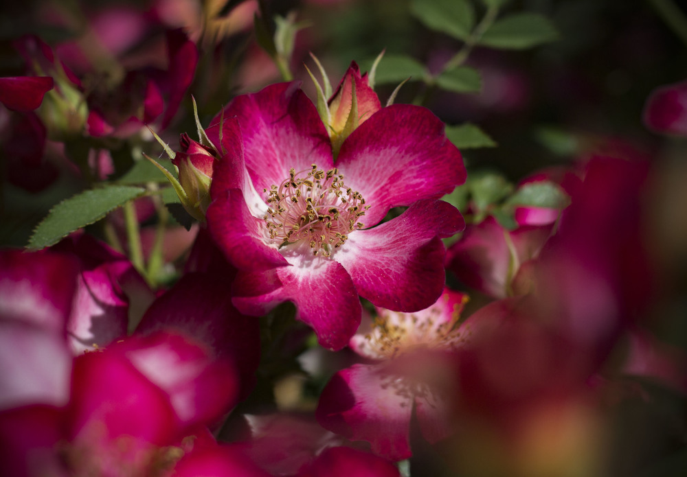 Фотографія Троянди в саду / Иннуська Цесарук / photographers.ua