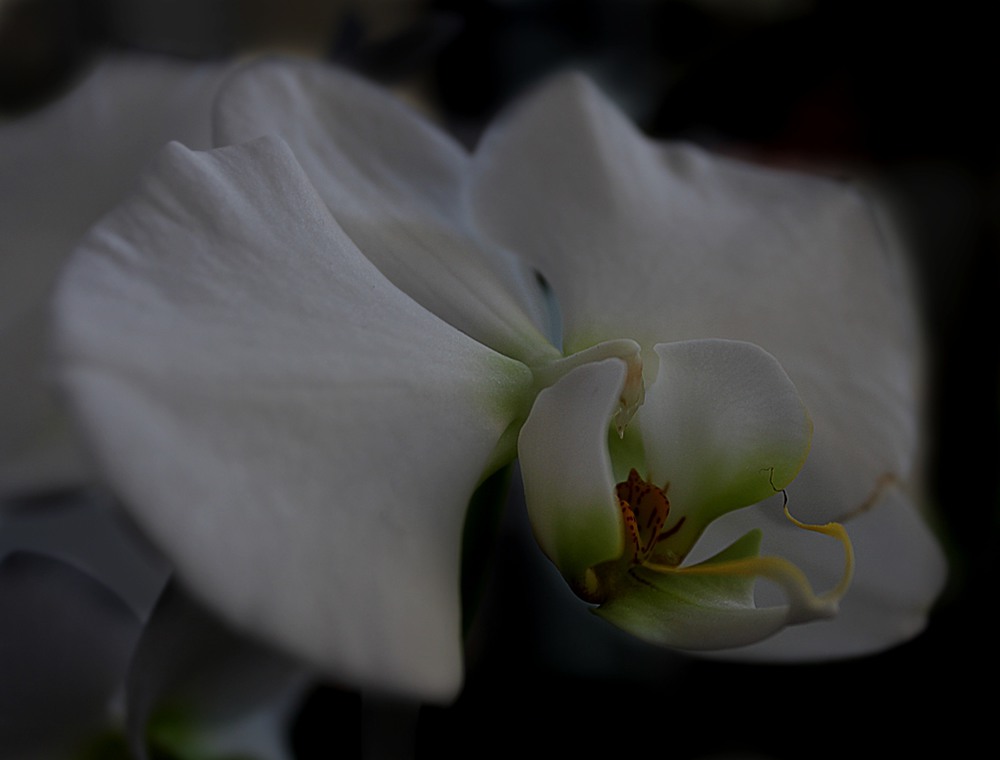 Фотографія Когда ты сердишься – рисуй бамбук, когда ты счастлив – орхидеи! / Иннуська Цесарук / photographers.ua