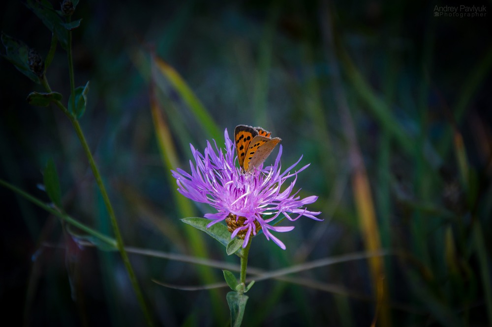 Фотографія butterfly / Андрей Павлюк / photographers.ua