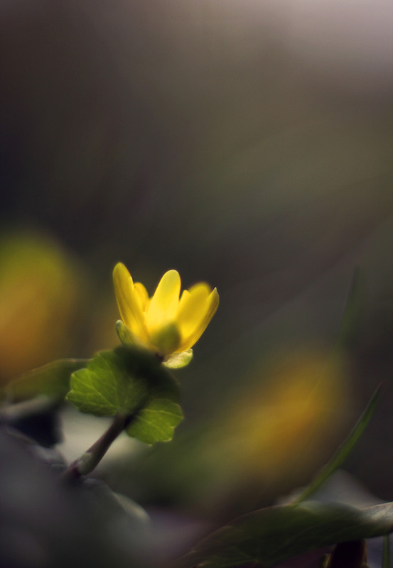 Фотографія "Лишь цветы живут по-настоящему..." / Настя Попова / photographers.ua