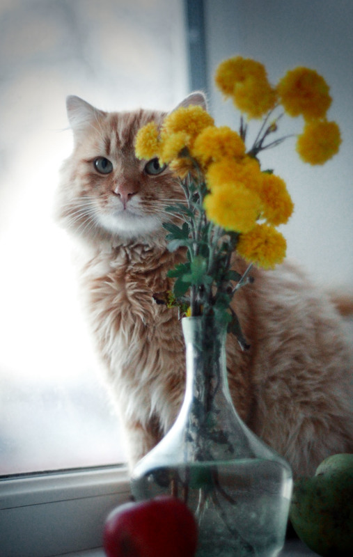 Фотографія Рыжий кот у окна / Настя Попова / photographers.ua