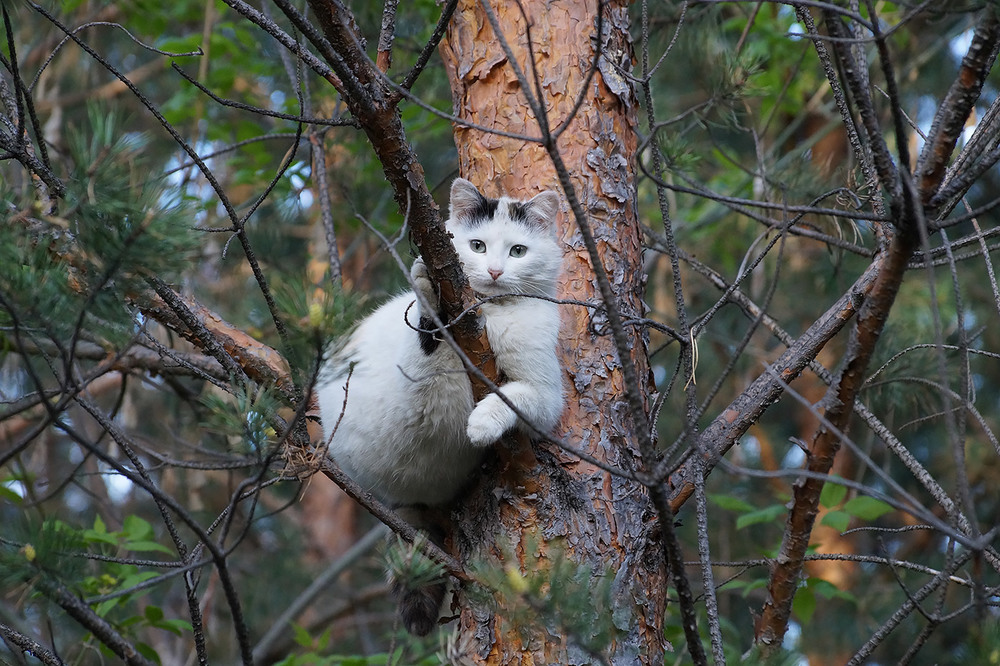 Фотографія Гнездо у меня здесь. / Прощенко Оксана / photographers.ua