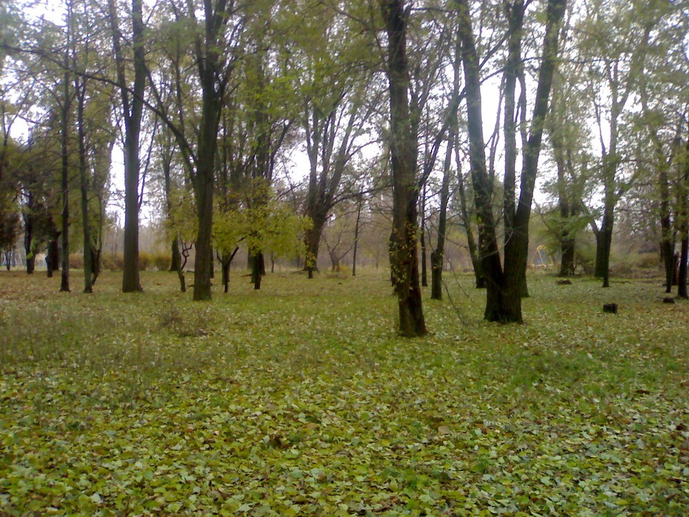 Фотографія осенняя зелень........... / Рыбкина Ольга / photographers.ua
