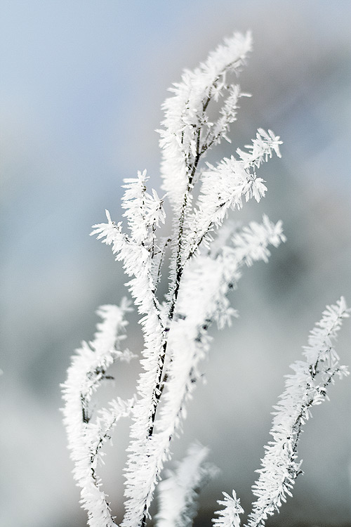 Фотографія снежный цветок / Constantine Kashchenko / photographers.ua