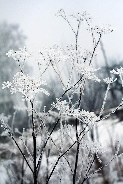 Фотографія snow flower ver.2 / Constantine Kashchenko / photographers.ua