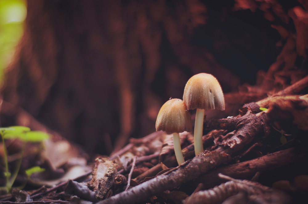 Фотографія Mushrooms. / Vitalii Petrovich / photographers.ua