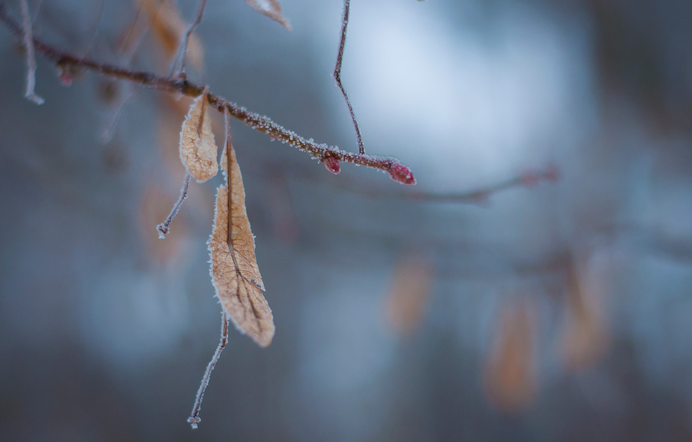 Фотографія Останні дні зими. / Vitalii Petrovich / photographers.ua