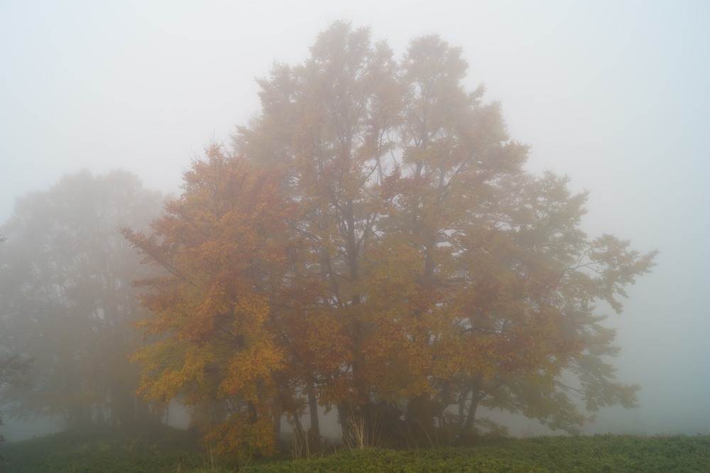 Фотографія Foggy Trees.. / Andrea A / photographers.ua