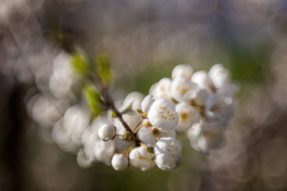 Фотографія Весна! / Айвар Удрис / photographers.ua